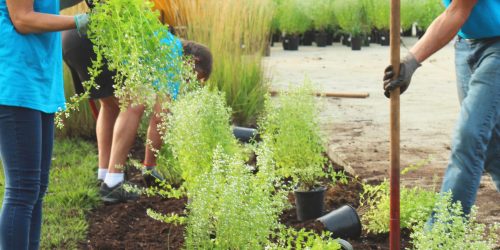 anna-earl-cTtE2FlIRoU-unsplash girl wearing blue shirt planting plants